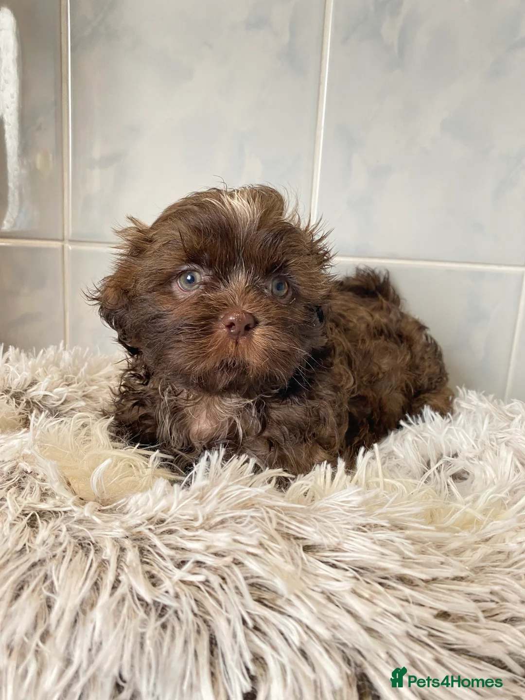 Shih Tzu dogs for sale: 💙3 shihtzu boys available now💙 - Advert 4