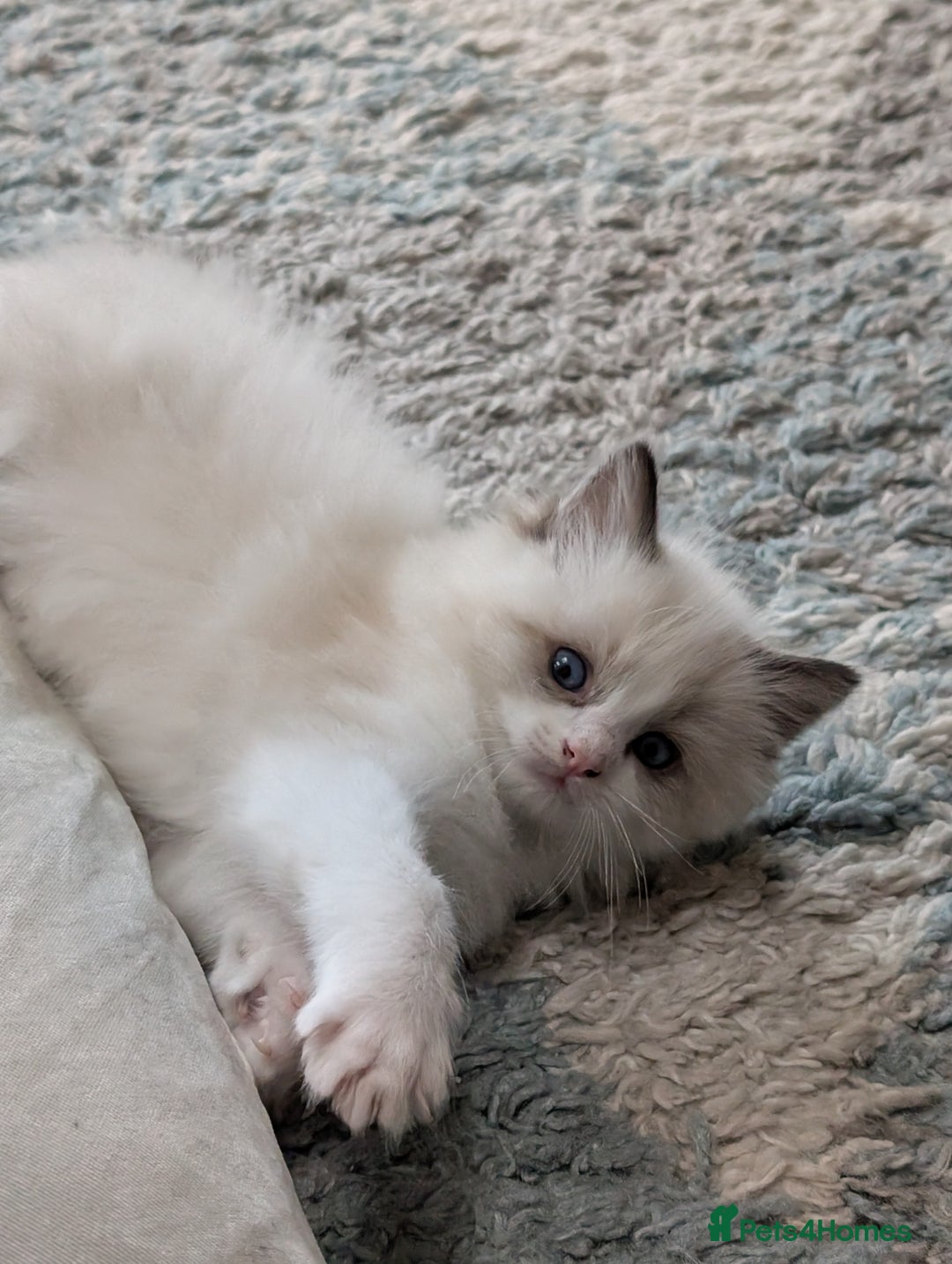 Ragdoll cats for sale: Gorgeous Ragdoll Kittens  - Advert 7