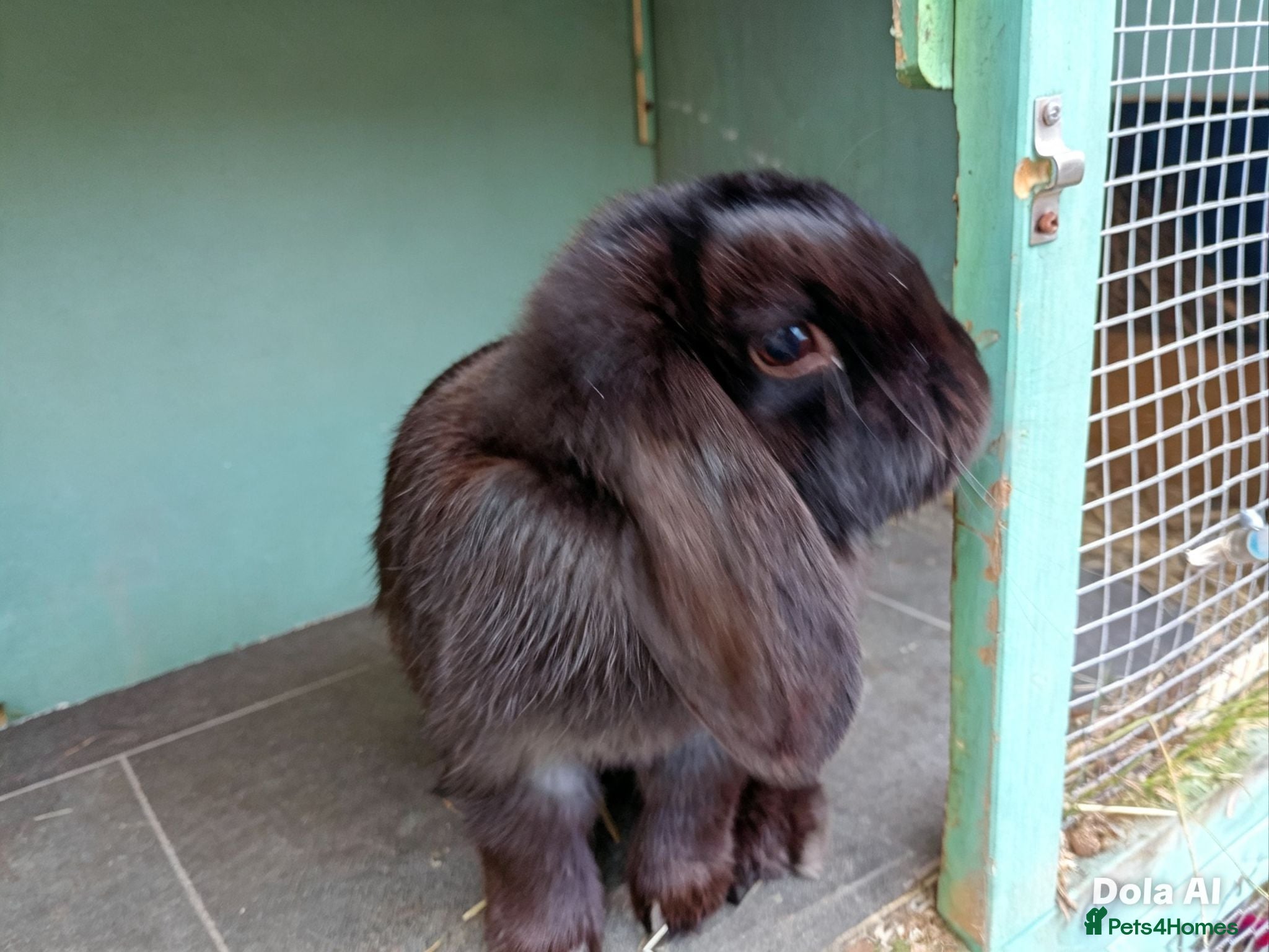 Mini Lop rabbits Gorgeous female mini lops £60 - Advert 4