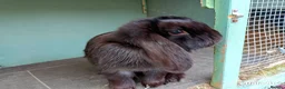 Mini Lop rabbits for sale: Gorgeous female mini lop to reserve in Glasgow - Advert 8