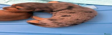 Dachshund 1