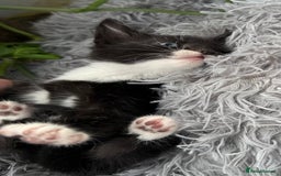 Mixed Breed cats for sale: Beautiful Mixed Breed kittens (plz see description - Image 17
