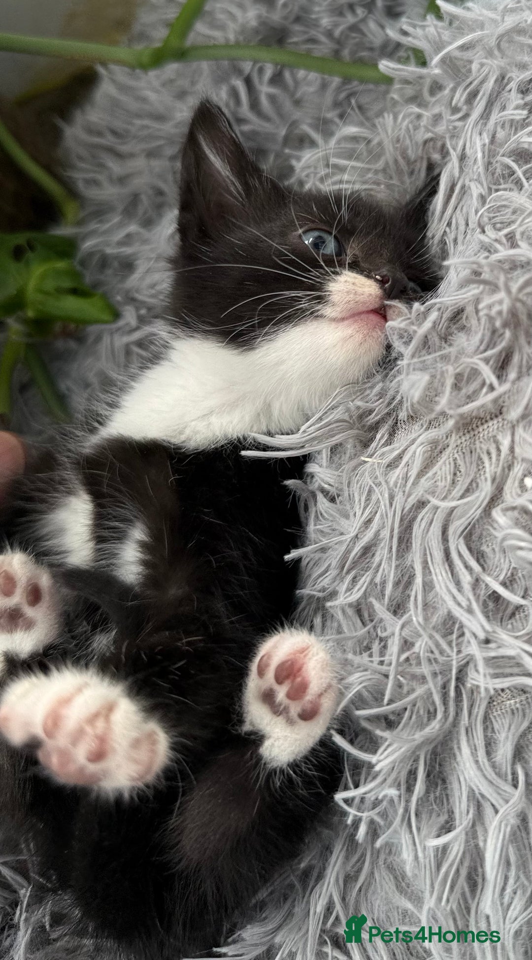 Mixed Breed cats for sale: Beautiful Mixed Breed kittens (plz see description - Image 17