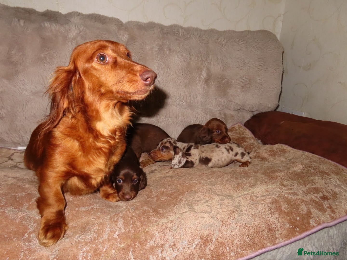 Miniature Dachshund dogs for sale: Long Haired Mini Dachshunds 🐶 - Advert 2