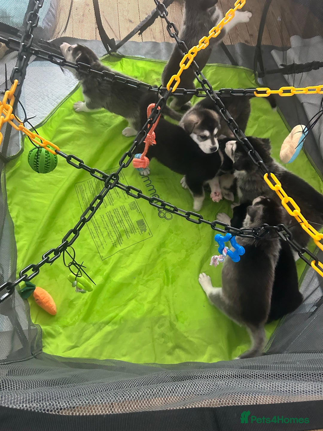 Siberian Husky dogs for sale: Beautiful husky puppies 2 girls & 4 boys left.  - Image 7