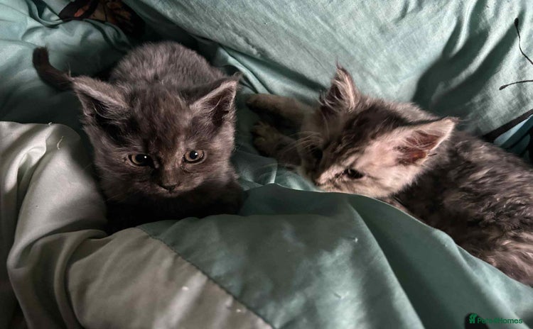 Mixed Breed cats - Advert 15