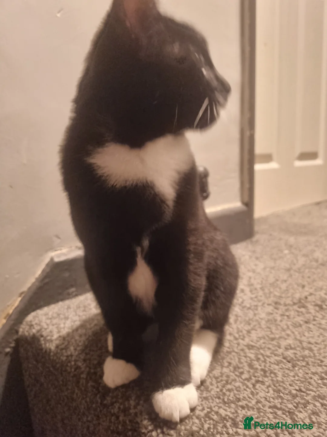 Mixed Breed cats for adoption: Male kitten in Dudley - Advert 2