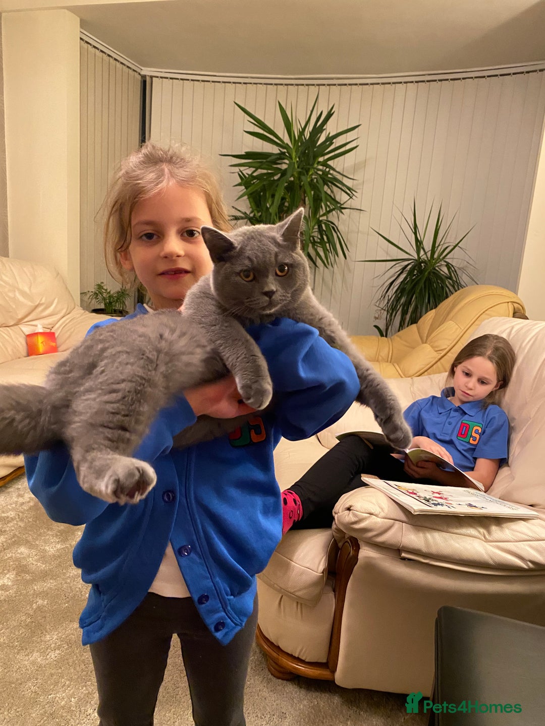 British Shorthair cats for sale: Stunning Rare Pedigree British Shorthair Brothers - Advert 18