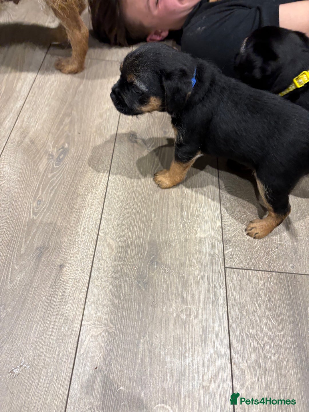 Border Terrier dogs for sale: Poppys pups! KC border terriers. Ready 4  **   - Advert 3