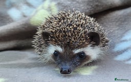 Pygmy Hedgehog rodents for sale: African Pygmy Hedgehog Hoglets  - Image 26