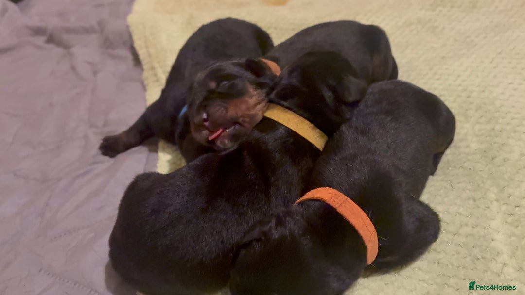 Rottweiler dogs for sale: 4 Gorgeous Rottweiler Puppies - Advert 20