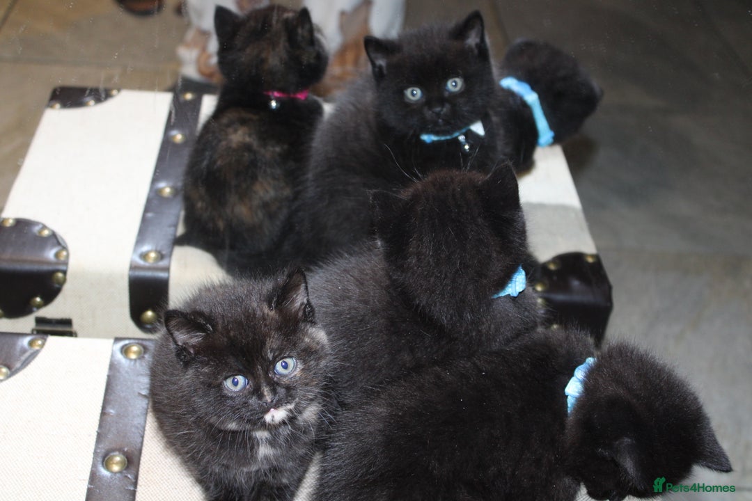 Mixed Breed cats for sale: BRITISH SHORT HAIR MIX  - Image 11