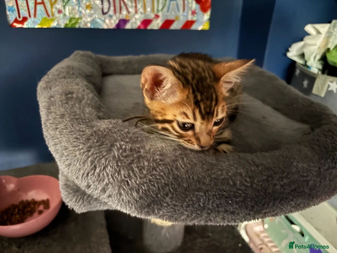 Bengal cats for sale: Last boy pure bengal kitten Ready to leave - Advert 2