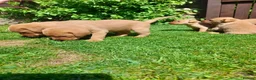 Labrador Retriever dogs for sale: Fox redlabrador puppies  - Advert 12