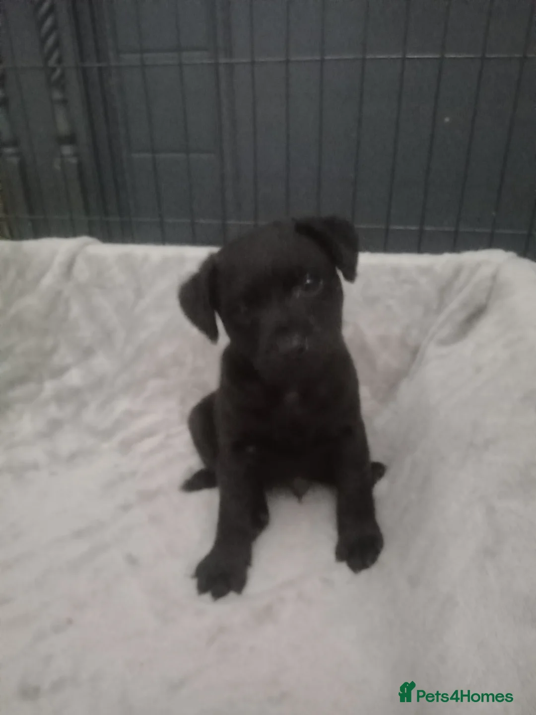Patterdale Terrier dogs for sale: PATTERDALE PUPS FOR SALE READDY NOW  in Birkenhead - Advert 30
