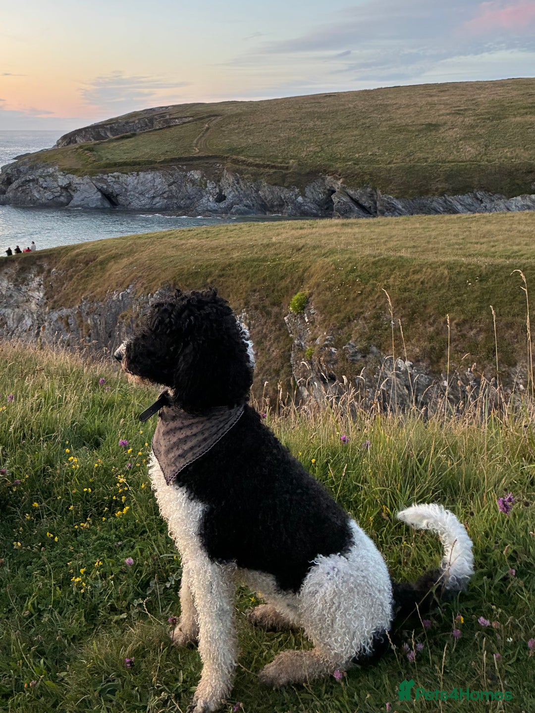 Standard Poodle dogs for sale: Beautiful KC Registered Standard Poodle Puppies - Image 7