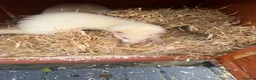 Ferret rodents for sale: 8 ferrets for sale  - Advert 9