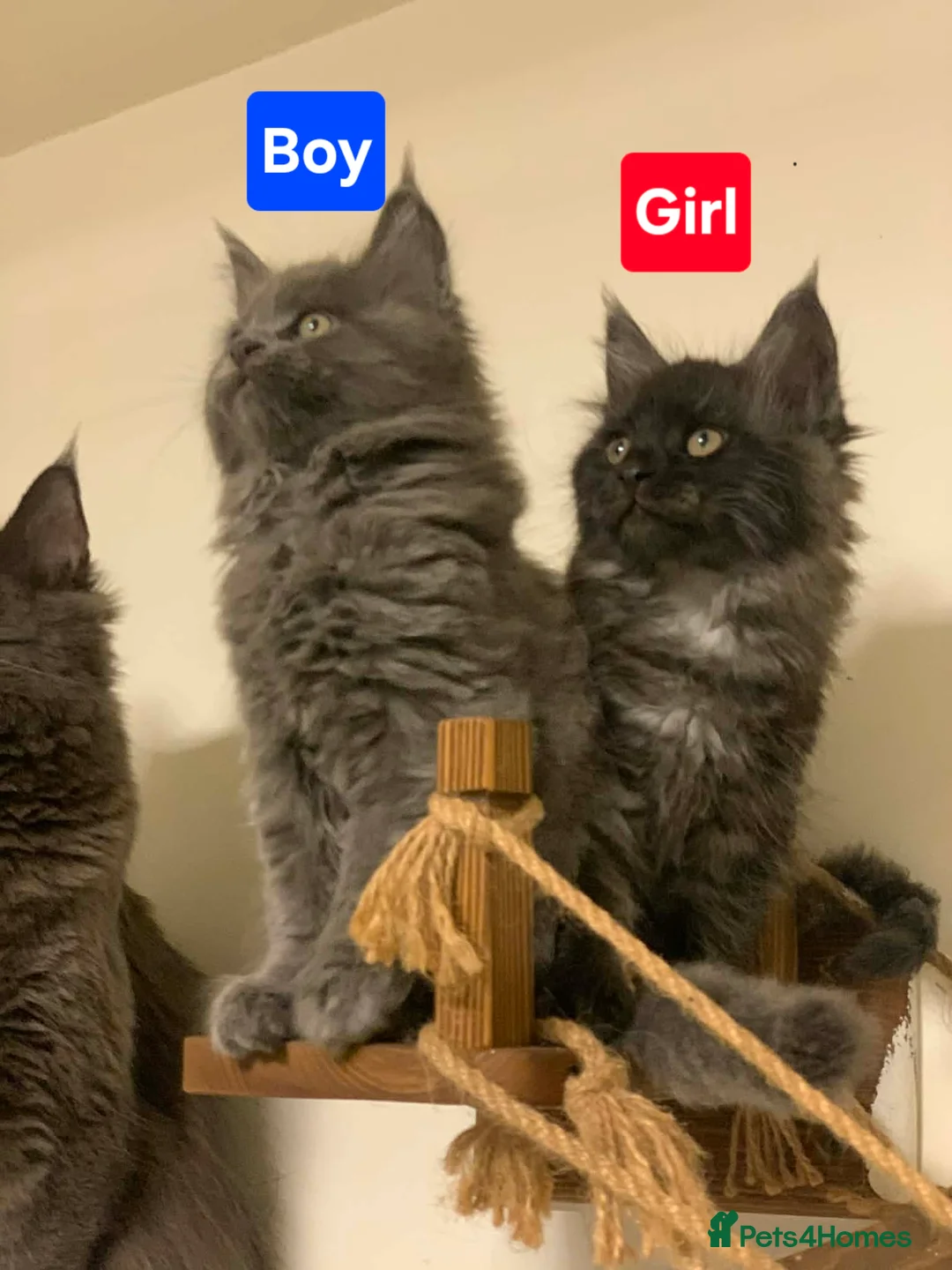 Maine Coon cats for sale: 5 Adorable Maine Coons  - Advert 1