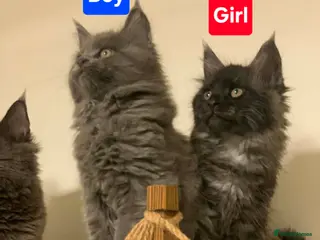 Maine Coon cats 5 Adorable Maine Coons - Advert 2