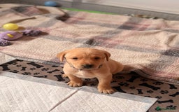 Labrador Retriever dogs for sale: Beautiful litter of Labradors - Image 4