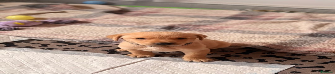 Labrador Retriever Puppy 1