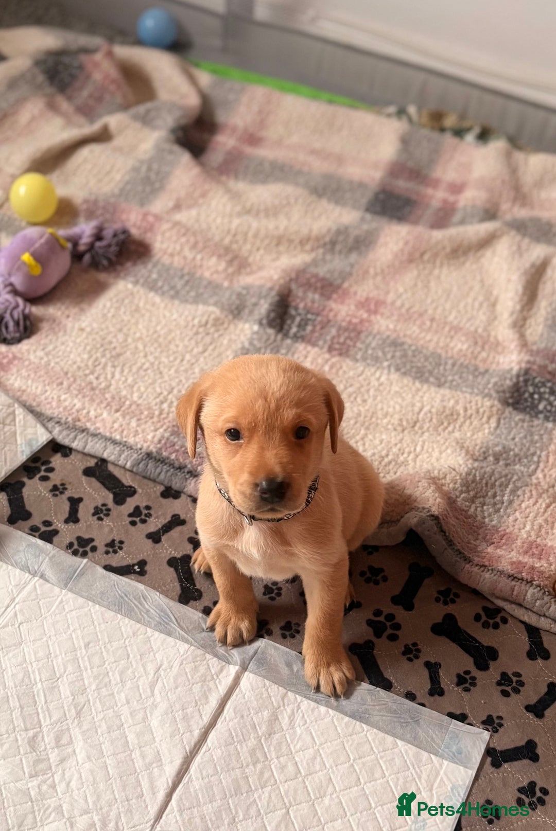 Labrador Retriever dogs for sale: Beautiful litter of Labradors - Image 4