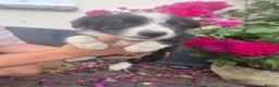 Border Collie dogs for sale: Farm bred border collies  - Advert 16