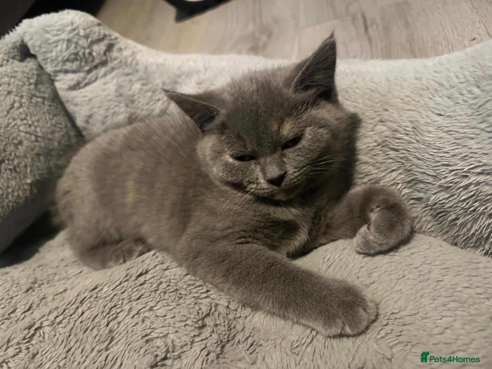British Shorthair cats Purebred British shorthair kittens - Advert 2