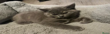 British Shorthair 1 (Blue)