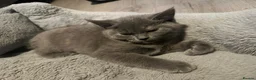 British Shorthair cats for sale: Purebred British shorthair kittens - Advert 2