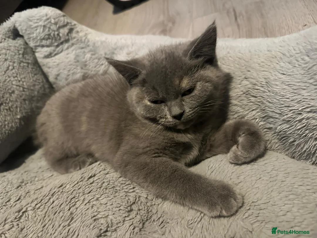 British Shorthair cats for sale: Purebred British shorthair kittens - Advert 2