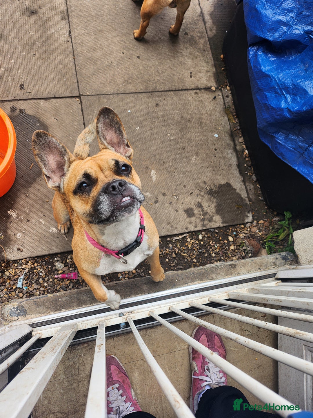Mixed Breed dogs for sale: Rudy  - Image 2