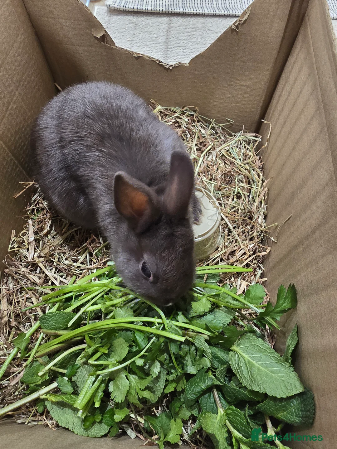 Netherland Dwarf rabbits for sale: Adorable Netherland Dwarf Bunnies - Advert 2
