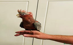 Cockatoo birds for sale: Baby hand reared galah cockatoos  - Image 3
