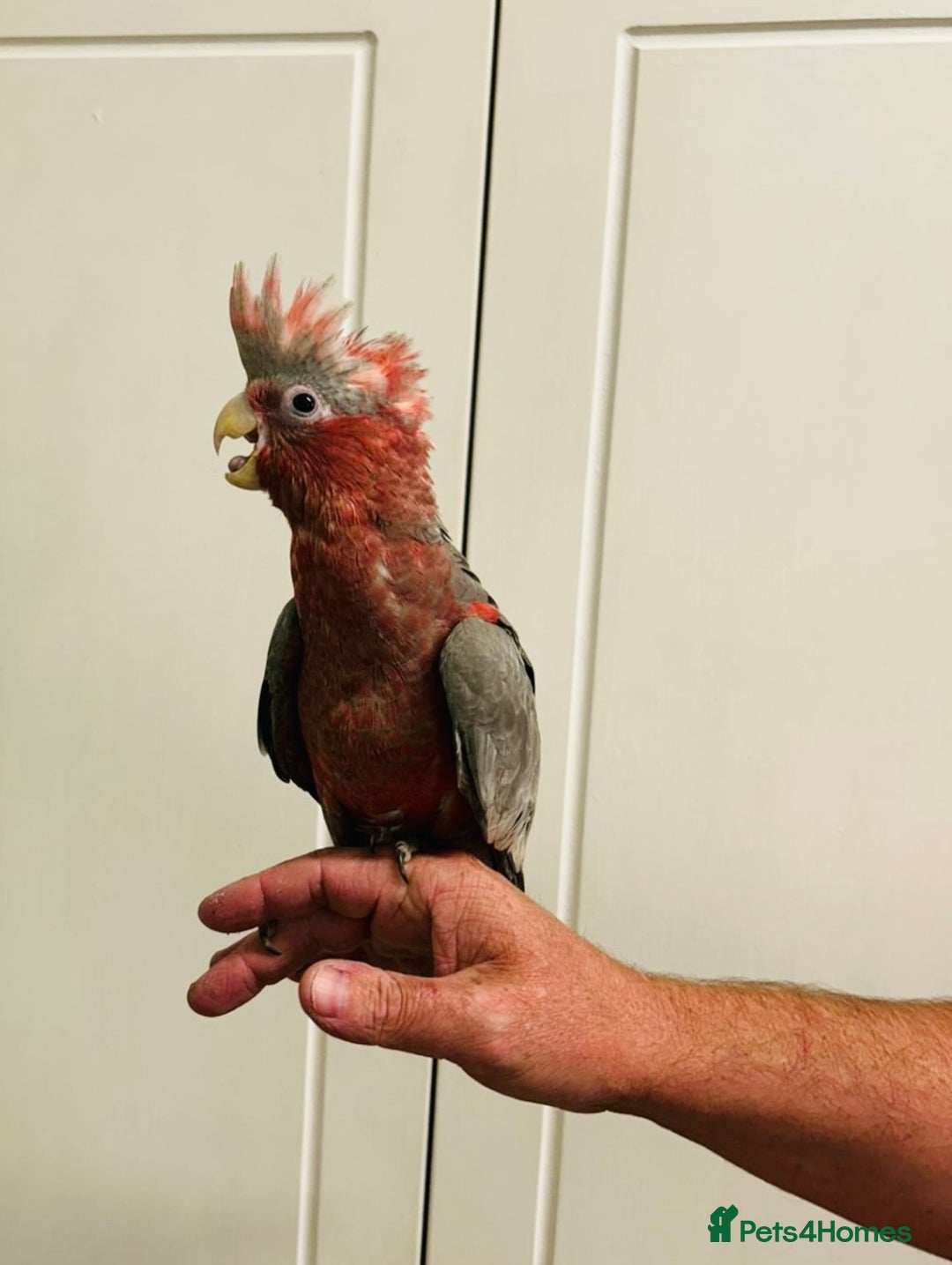 Cockatoo birds for sale: Baby hand reared galah cockatoos  - Image 3
