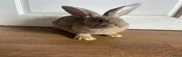 Continental Giant rabbits for sale: Super Gorgeous Continental Giant Rabbits in Aberdeen - Advert 6