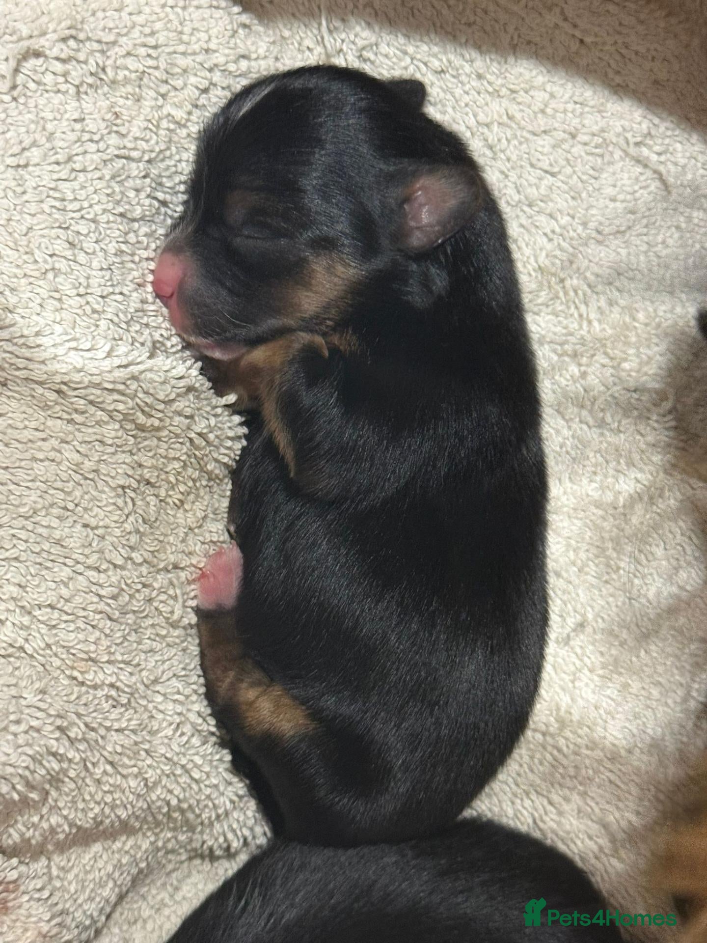 Morkie dogs Morkies <3 5 gorgeous puppies  - Advert 2