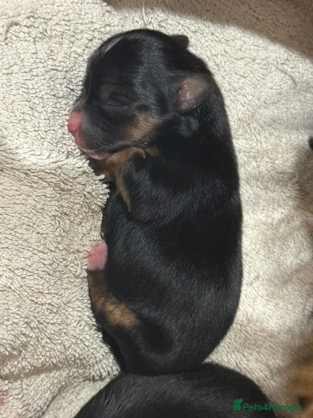 Morkie dogs for sale: Morkies <3 5 gorgeous puppies  - Advert 20