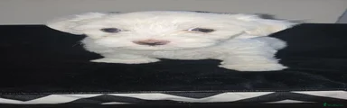 Maltese 2