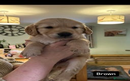 Golden Retriever dogs for sale: Gorgeous Working Type Golden Retriever Puppies  - Image 5