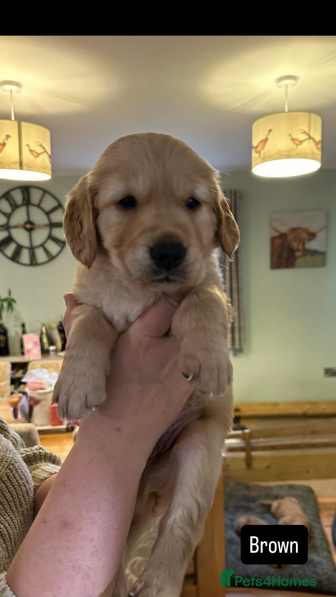 Golden Retriever dogs for sale: Gorgeous Working Type Golden Retriever Puppies  - Image 5