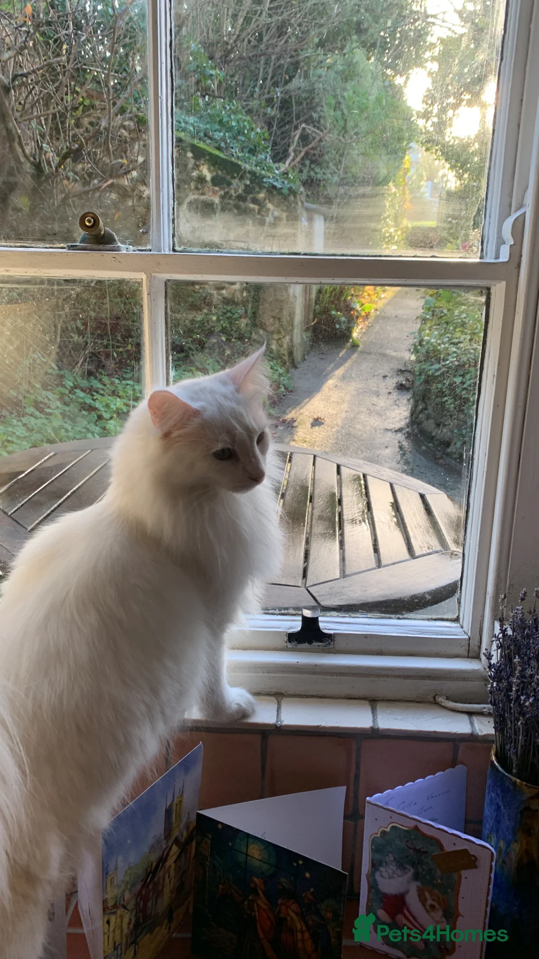 Norwegian Forest Cat cats for sale: Beautiful white Norwegian Forest Cat - Advert 1