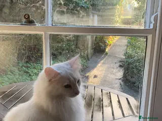 Norwegian Forest Cat cats Beautiful white Norwegian Forest Cat - Advert 2