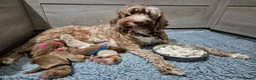 Australian Labradoodle dogs for sale: Multi-gen Australian Labradoodles due late Nov  - Advert 11
