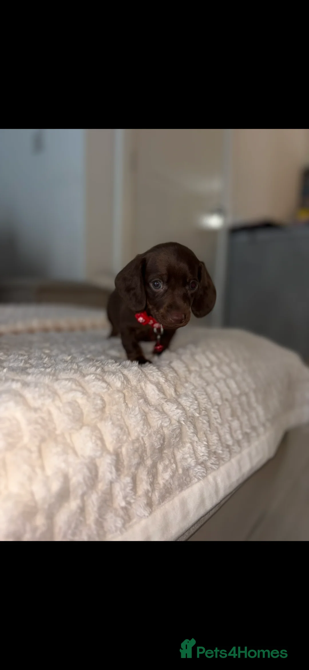 Dachshund dogs for sale: 3 left***Choc/Tan/Dapple Sausage Babies  - Advert 2
