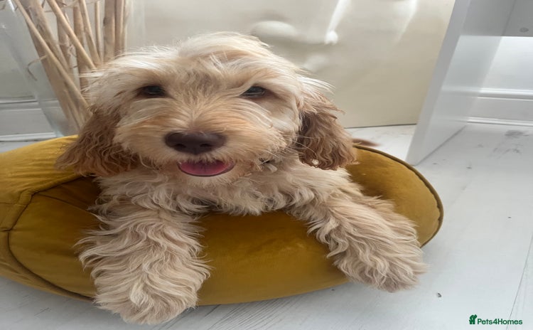 Cockapoo dogs - Advert 1