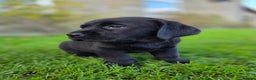 Labrador Retriever dogs for sale: High Quality Black Labrador Puppies - Advert 4