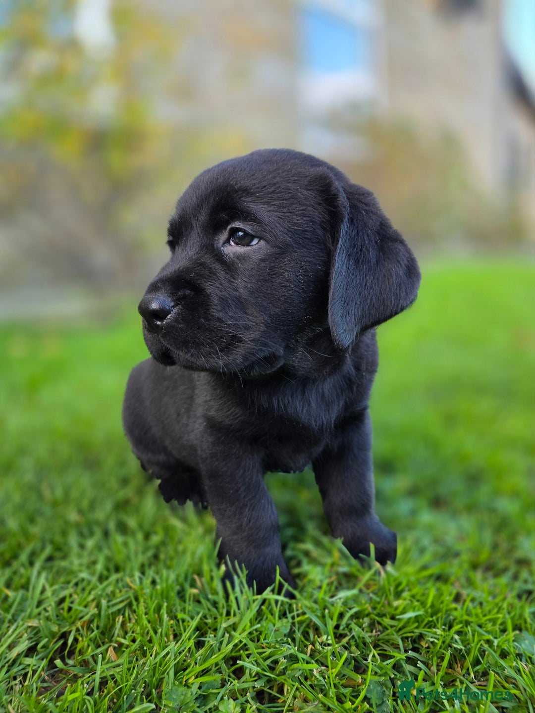 Labrador Retriever dogs for sale: High Quality Black Labrador Puppies - Advert 4