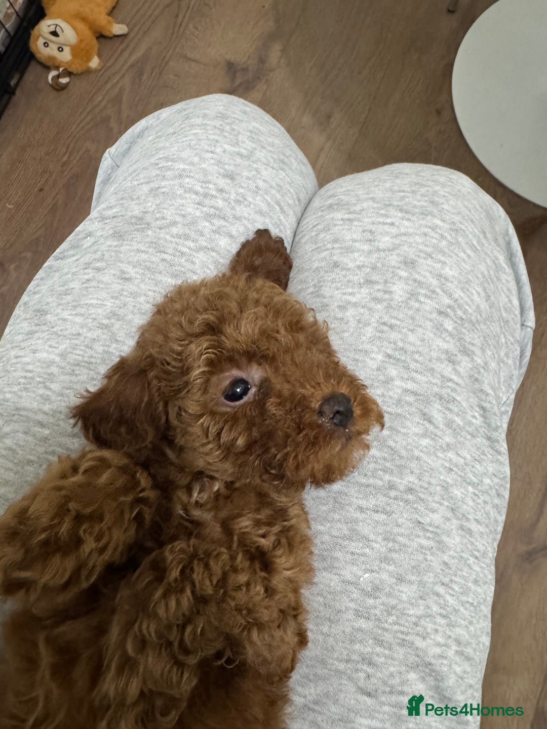 Miniature Poodle dogs for sale: 🐩 Outstanding Deep Red Miniature Poodle Puppies  - Advert 31