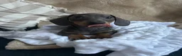 Dachshund dogs for sale: Stunning blue dachshund puppy  - Advert 2